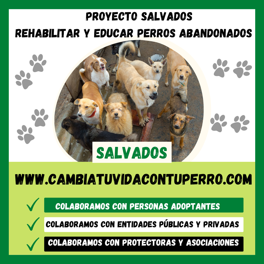 PROYECTO SALVADOS PARA REHABILITAR Y EDUCAR PERROS ABANDONADOS