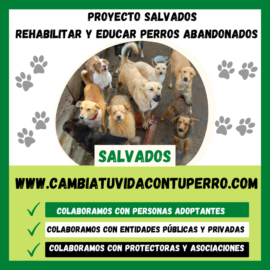 PROYECTO SALVADOS TIENE COMO PRINCIPALES FUNCIONES:
 El Objetivo del Proyecto Salvados es Rehabilitar y Educar desde el Respeto y el Bienestar Animal con la Finalidad de La Adopción y Recuperación de Perros Abandonados.