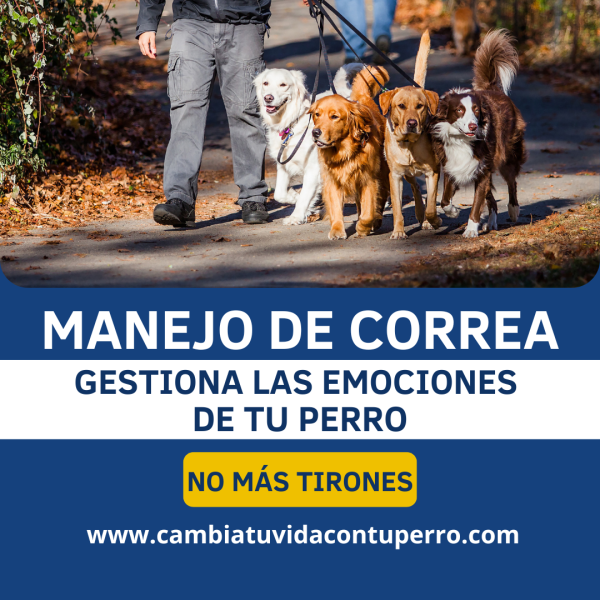 CURSO ONLINE MANEJO DE CORREA MÁGICA