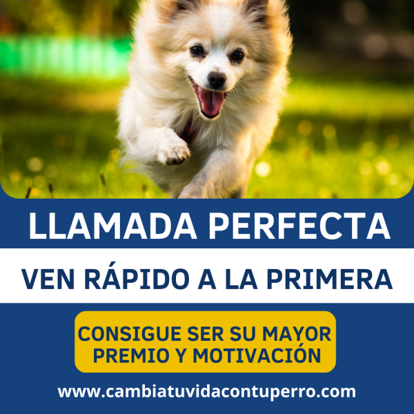 CURSO ONLINE LA LLAMADA PERFECTA