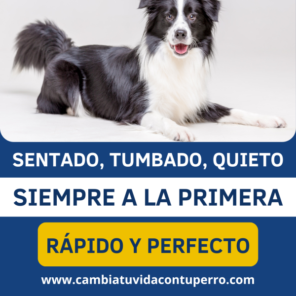 CURSO ONLINE SENTADO, TUMBADO, QUIETO