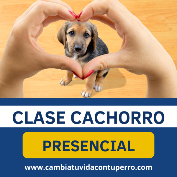 CLASE PRESENCIAL CACHORRO