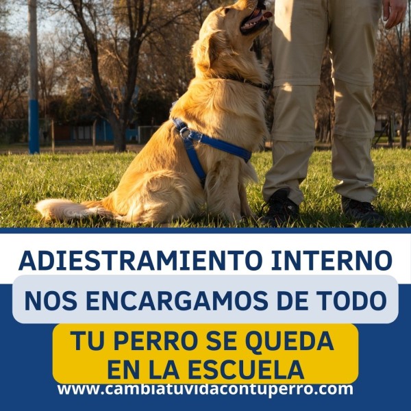 ADIESTRAMIENTO CANINO INTERNO