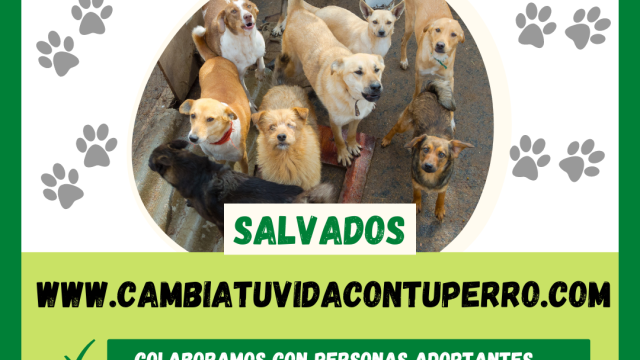 PROYECTO SALVADOS PARA REHABILITAR Y EDUCAR PERROS ABANDONADOS