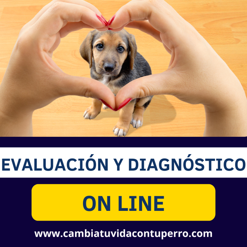 Evaluación y Diagnóstico de Tu Perro ONLINE